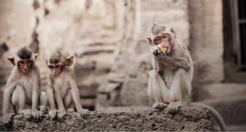 primate cavities